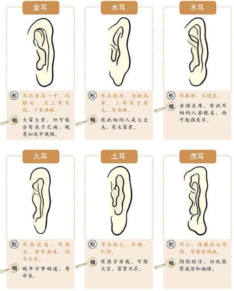 耳朵面向|十六种耳朵面相图文分析三六风水网